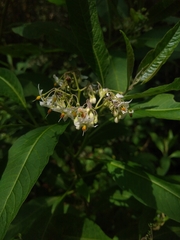 Solanum pubigerum