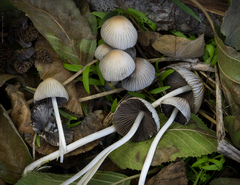 Coprinellus impatiens