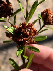 Pultenaea myrtoides