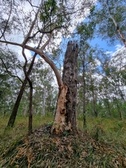 Eucalyptus pilularis