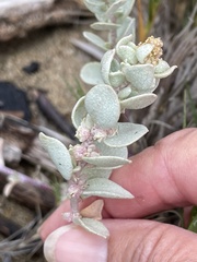 Atriplex leucophylla