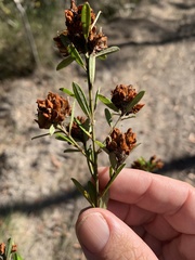 Pultenaea myrtoides