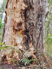 Eucalyptus pilularis