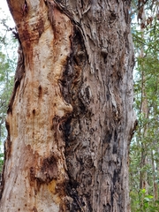 Eucalyptus pilularis