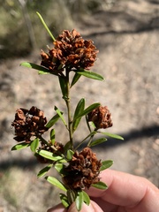 Pultenaea myrtoides