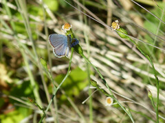 Hemiargus ceraunus
