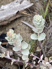 Atriplex leucophylla