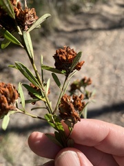 Pultenaea myrtoides
