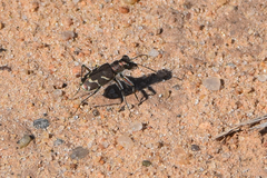 Cicindela tranquebarica