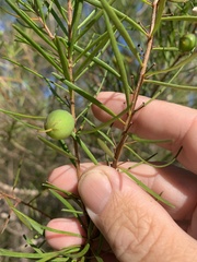 Persoonia virgata
