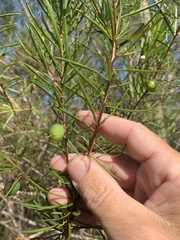 Persoonia virgata