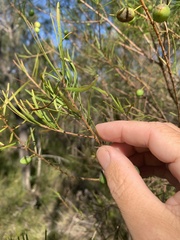 Persoonia virgata