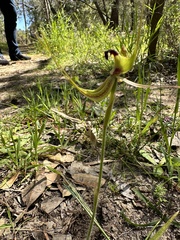 Caladenia attingens