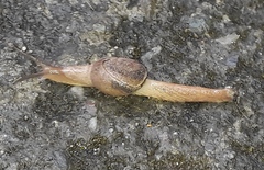 Helicarionoidea