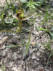 Caladenia attingens