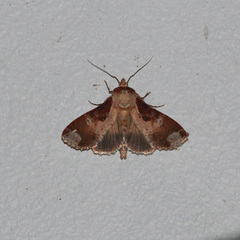 Condica imitata