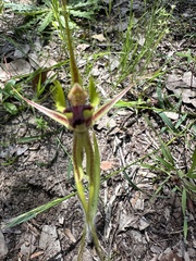 Caladenia attingens