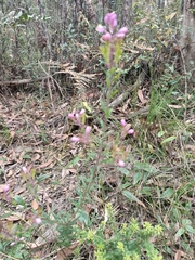 Comesperma