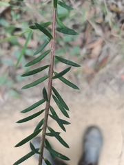 Comesperma
