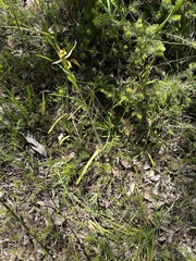 Caladenia attingens