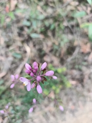 Comesperma