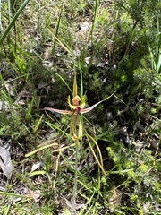 Caladenia attingens