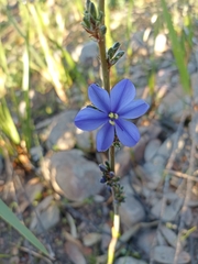 Aristea capitata
