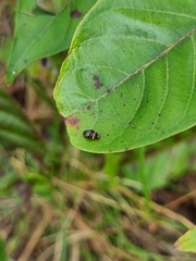 Ellipsidion