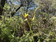 Caladenia attingens