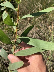 Hakea florulenta