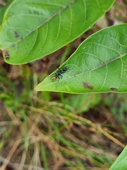 Myrmecia