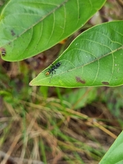 Myrmecia