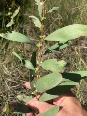 Hakea florulenta