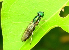 Sargus fasciatus