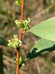 Hakea florulenta