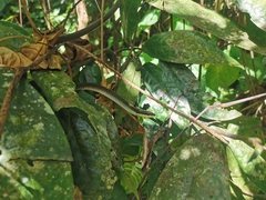 Dendrelaphis calligaster