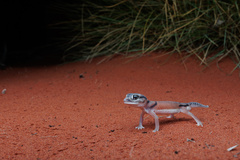 Nephrurus laevissimus