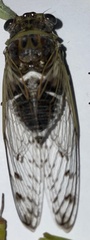 Diceroprocta