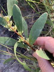 Hakea florulenta