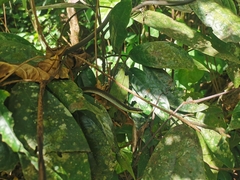 Dendrelaphis calligaster
