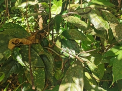 Dendrelaphis calligaster