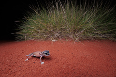 Nephrurus laevissimus