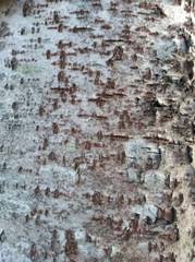 Trentepohlia