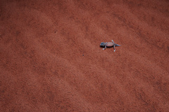 Nephrurus laevissimus