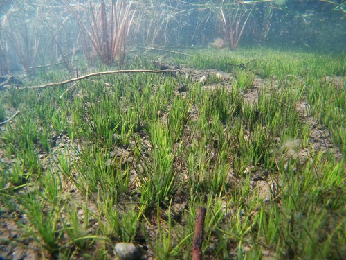 Western quillwort (Isoetes occidentalis)
