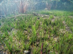 Isoetes occidentalis