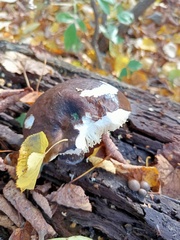 Pluteus