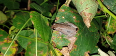 Litoria rubella