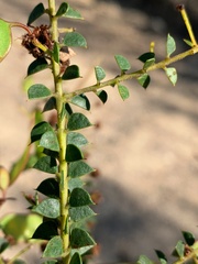 Acacia hubbardiana