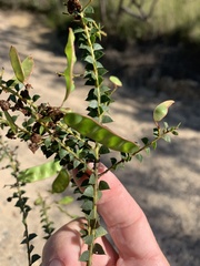Acacia hubbardiana